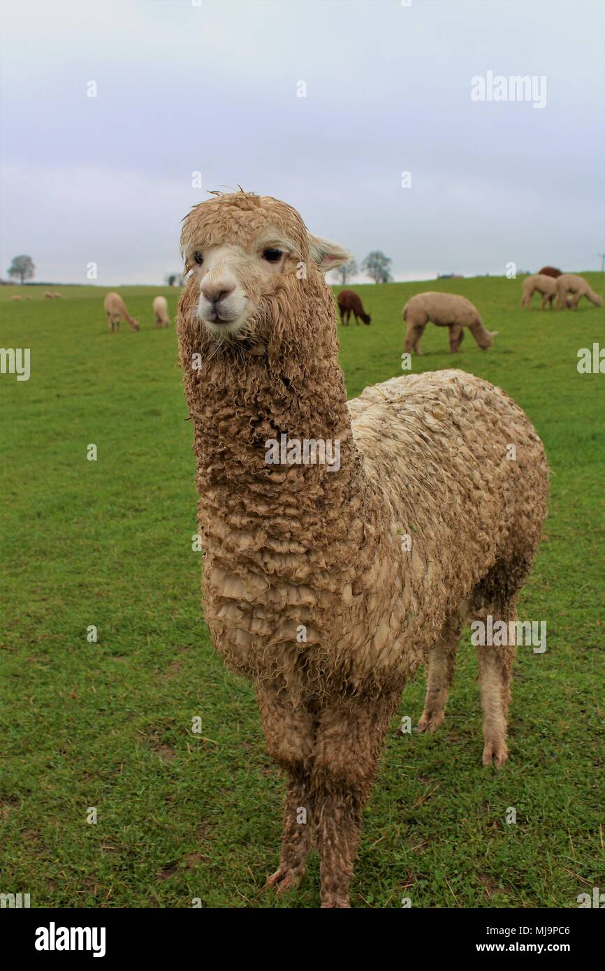 A female Alpaca in a field on an Alpaca farm in the UK, with others