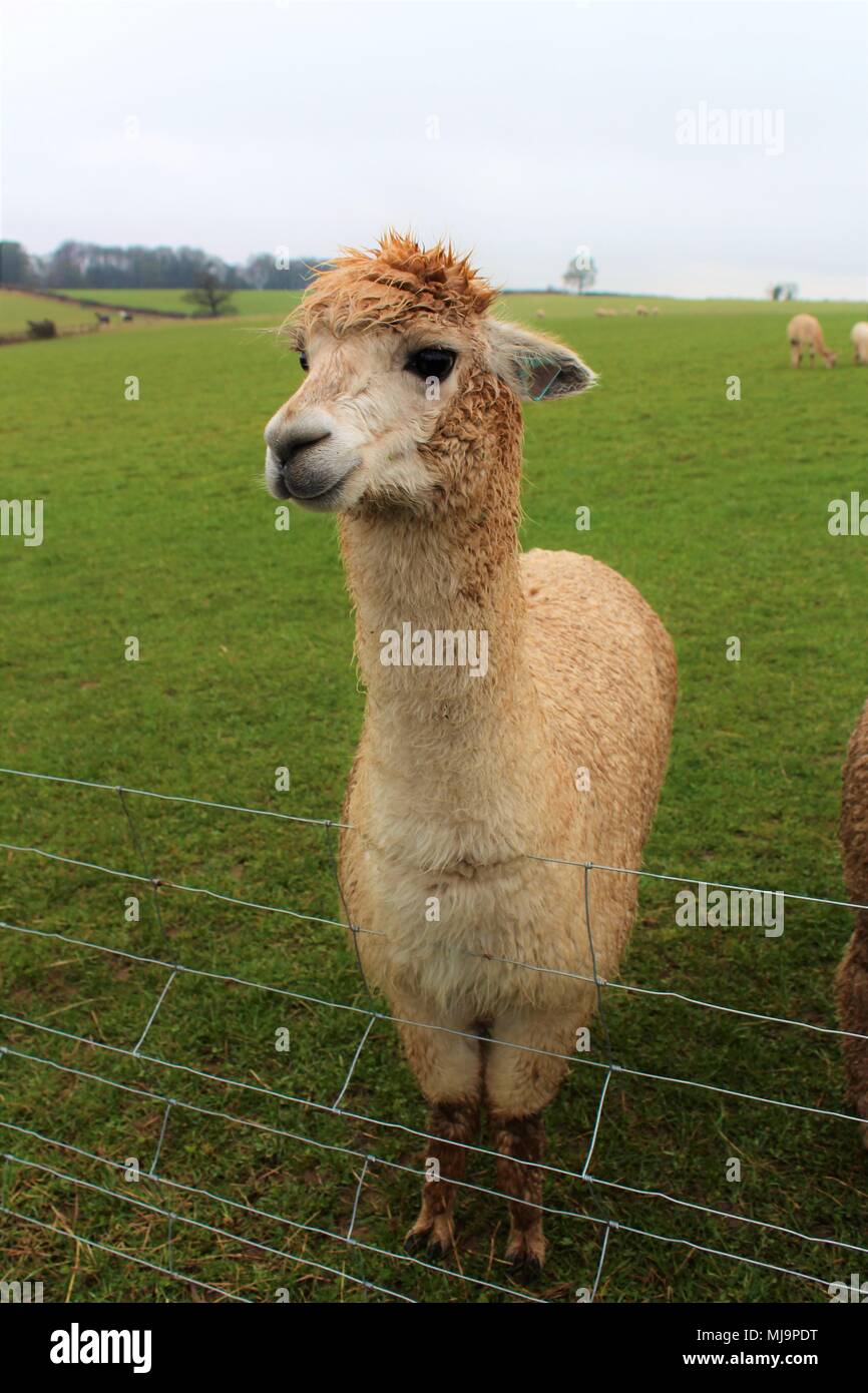 A female Alpaca in a field on an Alpaca farm in the UK Stock Photo Alamy