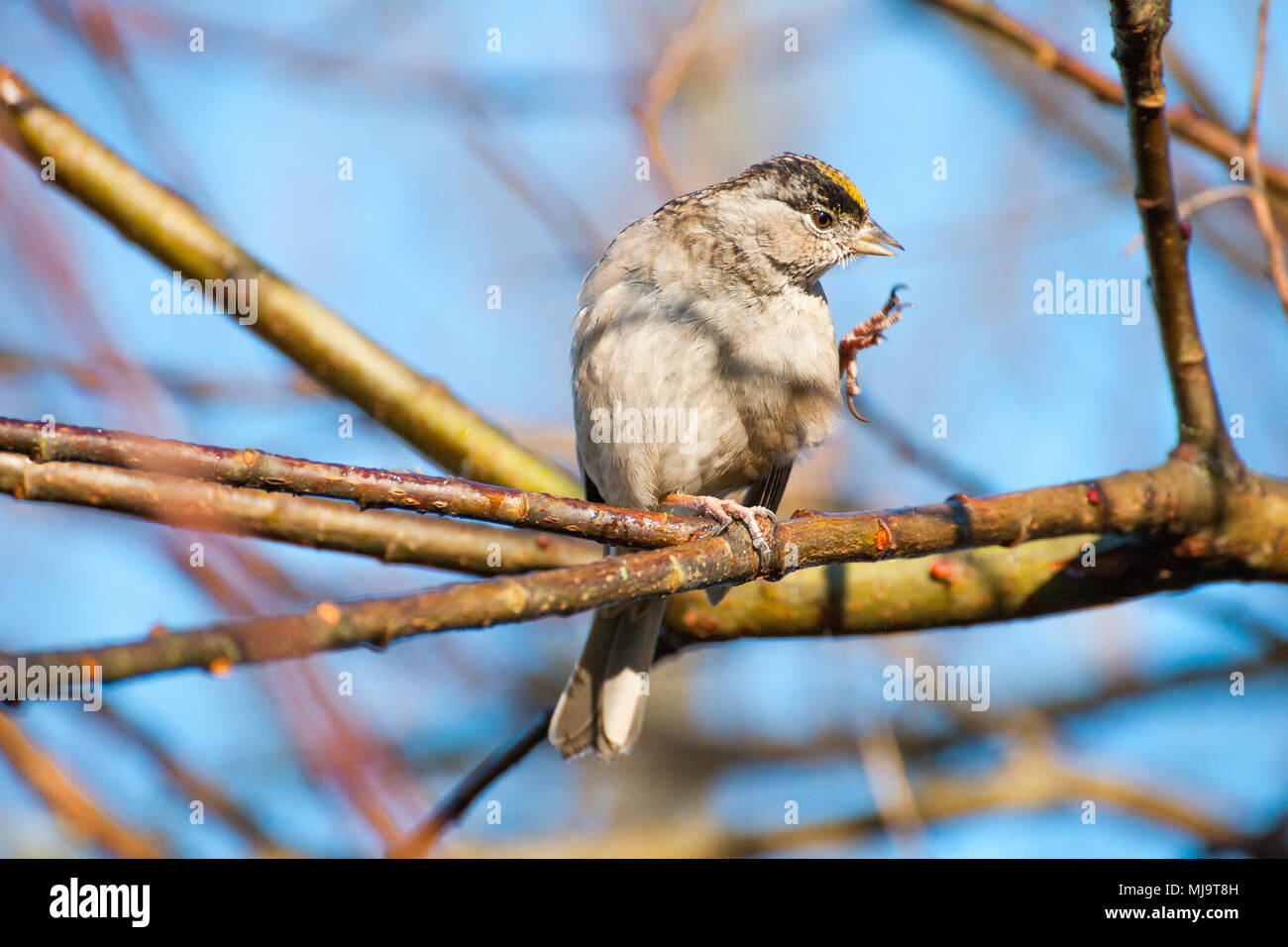 Golden-crowned sparrow (Zonotrichia atricapilla)  itching itself, British Columbia, Canada Stock Photo