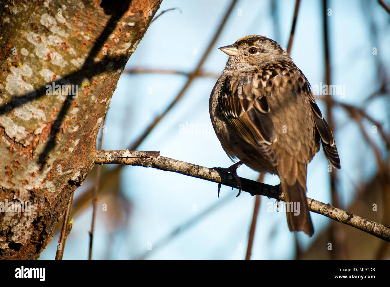 Close up of a Baird's Sparrow perched on a Tree, in british columbia, Canada Stock Photo