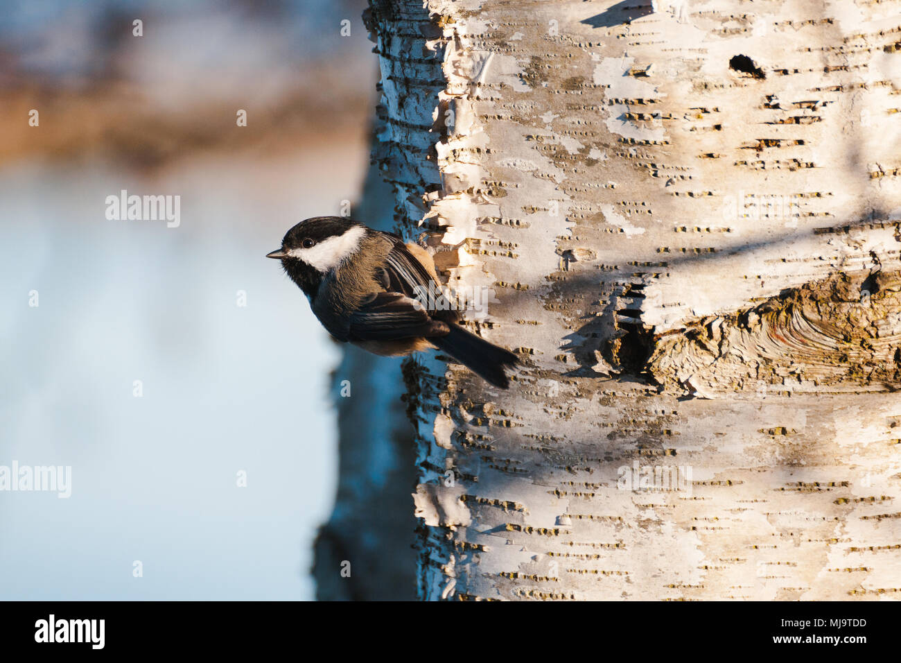 black-capped chickadee (Poecile atricapillus) perching on a tree. Stock Photo