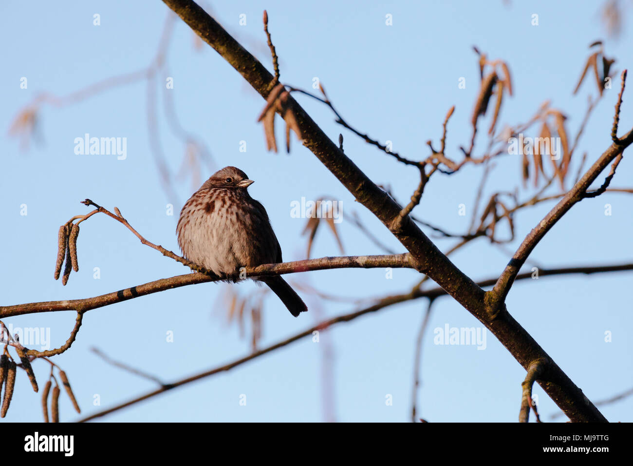 Round dunnock (Prunella modularis ) perching and singing on a tree. Stock Photo