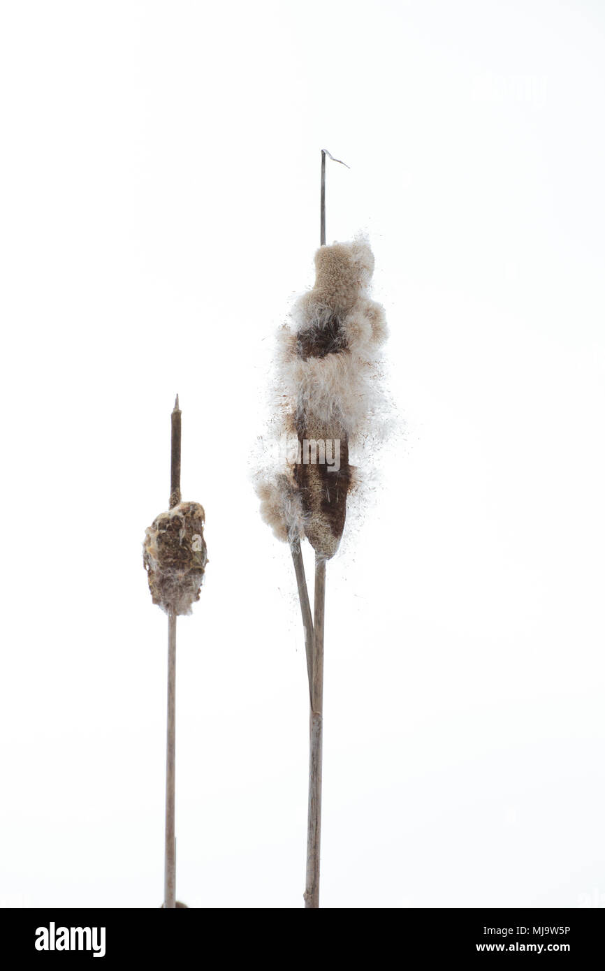 Close up on British Columbian Bull reeds ( cattails or Bulrush ) in winter on white background Stock Photo