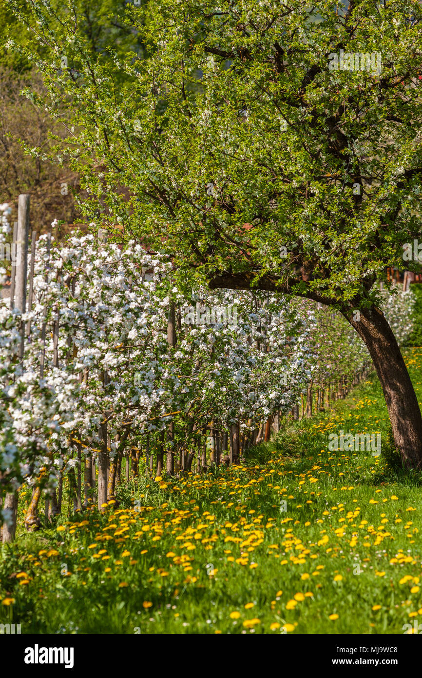 Apple tree garden hi-res stock photography and images - Alamy