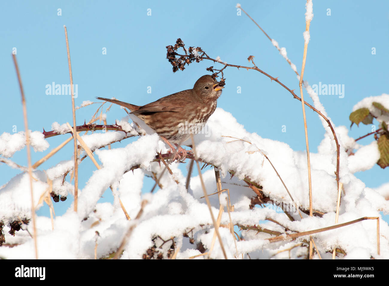 Small sparrow eating the seeds of a bush covered in the snow during winter, in Surrey Lake, British Columbia, Canada. Stock Photo