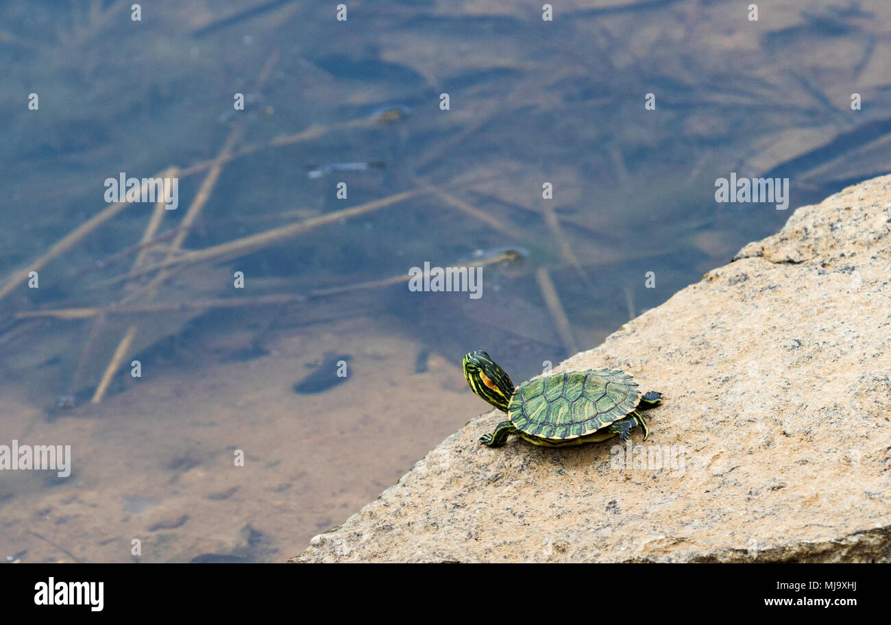 Red-eared slider sitting on rock, observing the pond below. Stock Photo