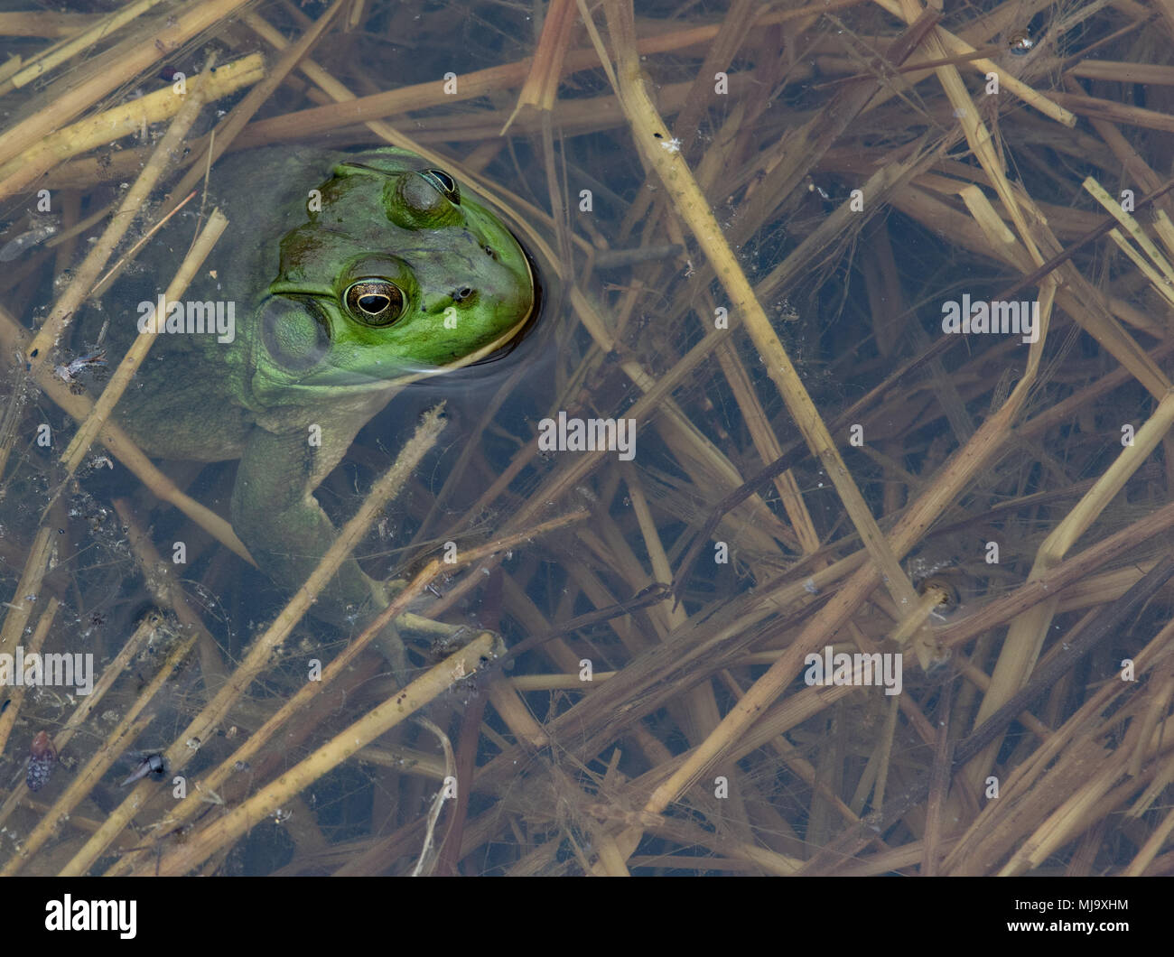 Green American bullfrog coming up for air in a reed-filled pond. Stock Photo