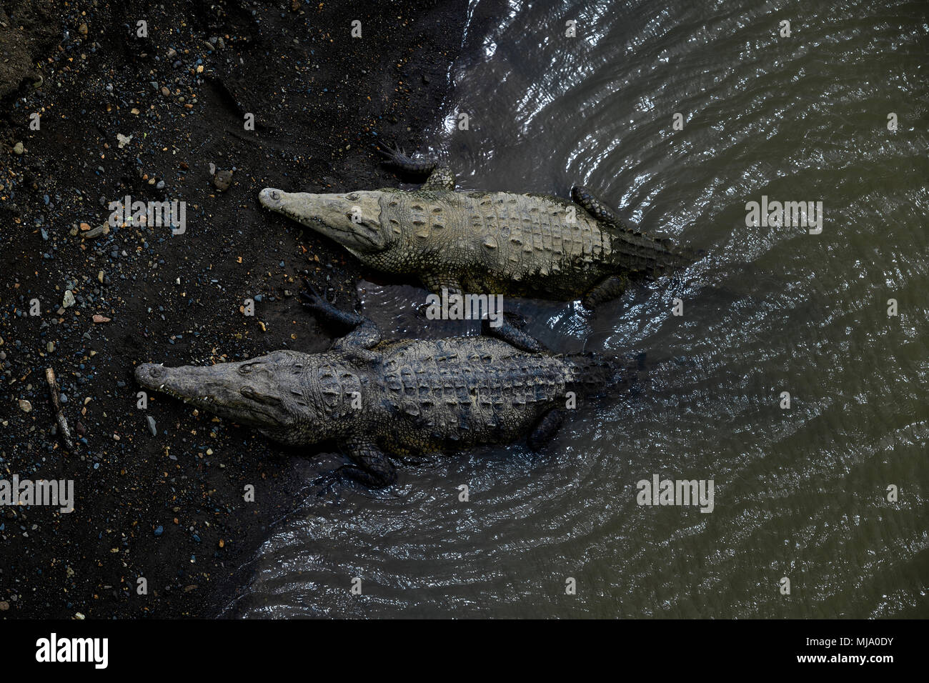 American Crocodile - Crocodylus acutus, endangered crocodile from New World, Costa Rica. Stock Photo