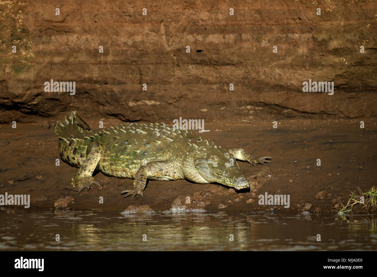 American Crocodile - Crocodylus acutus, endangered crocodile from New World, Costa Rica. Stock Photo