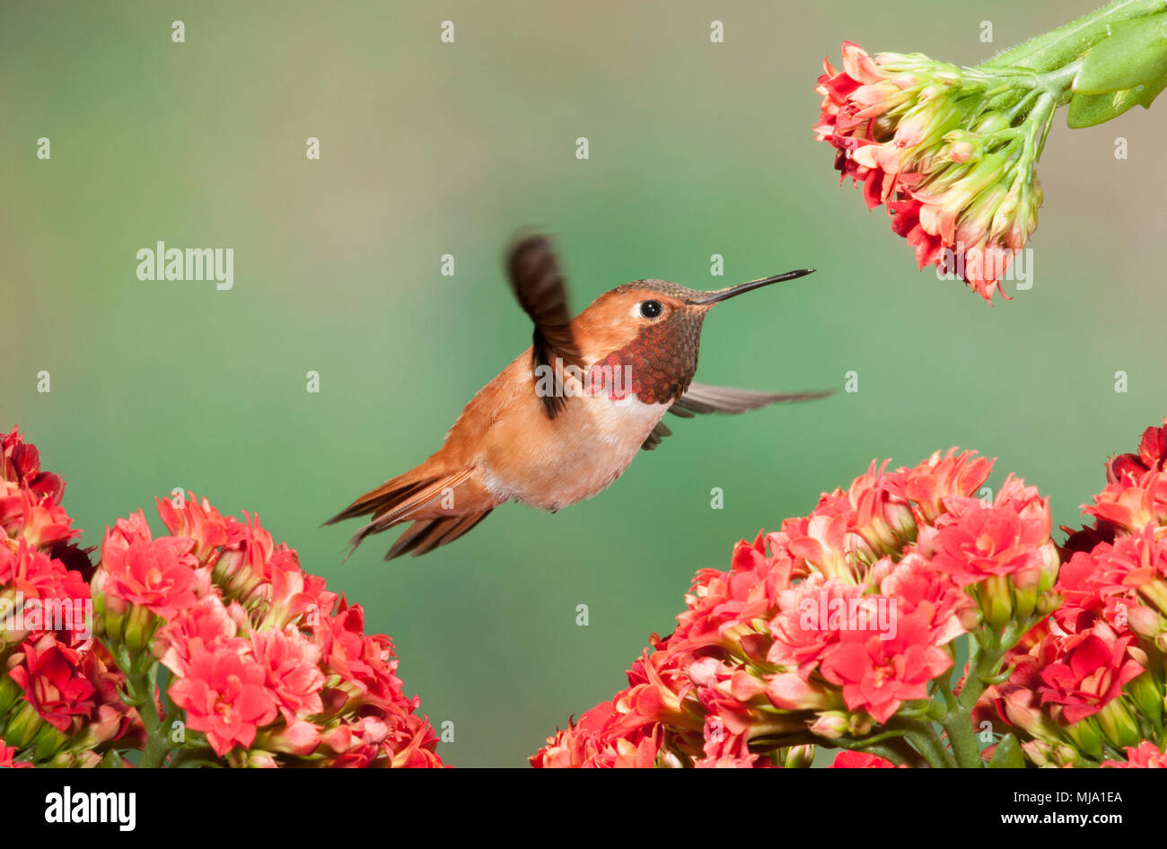 Eco tourism british columbia hi-res stock photography and images - Alamy
