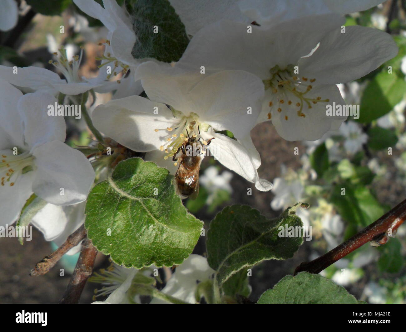 The bee pollinates the apple tree, spring and photo gardening Stock