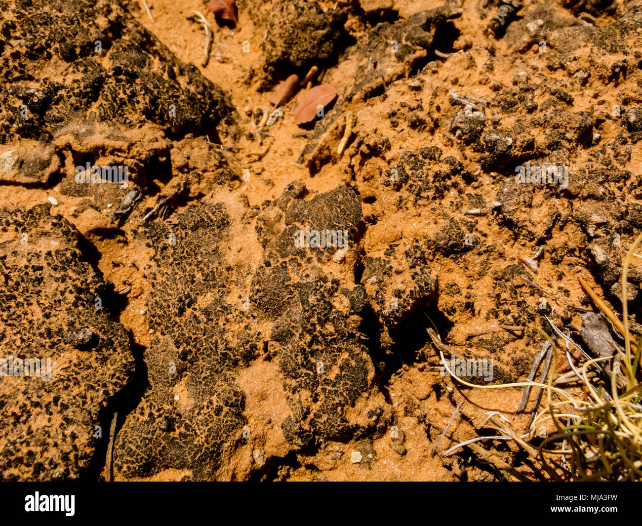 Crypotbiotic Soil (Microcoleus vaginitus) occurs in many parts of the arid Southwest playing a major role is preventing soil erosion. Stock Photo