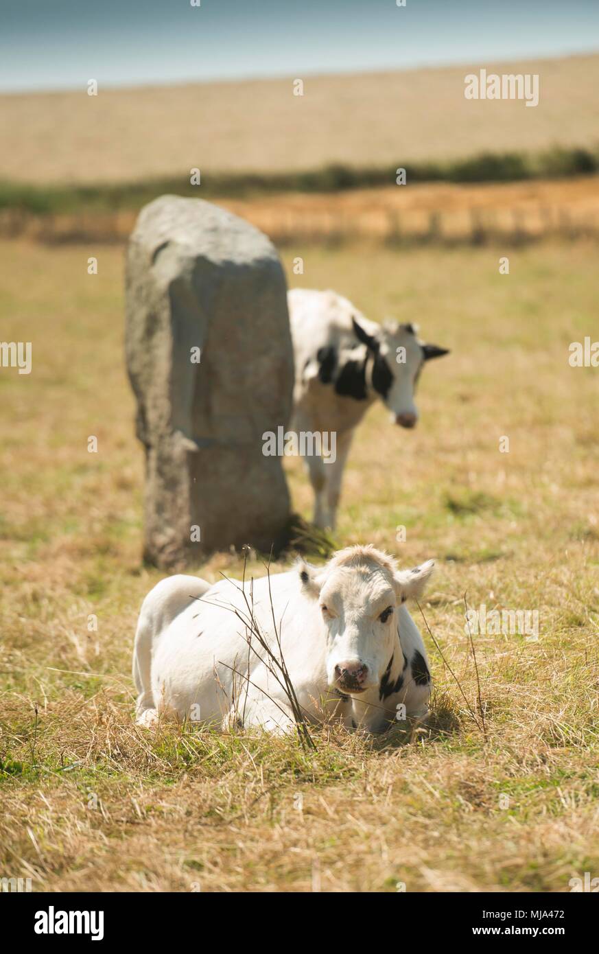 Farming at Avebury stone circle, Wiltshire Stock Photo