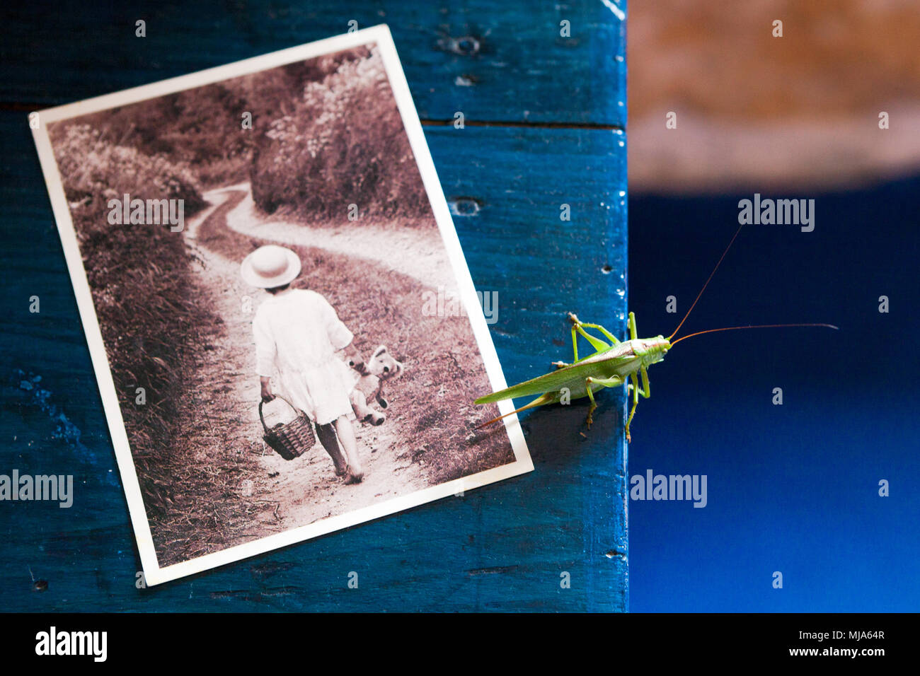 Grasshopper on a blue wooden table next to a postal card of a young girl in white clothes walking on a path with a teddy bear in her hand. Stock Photo