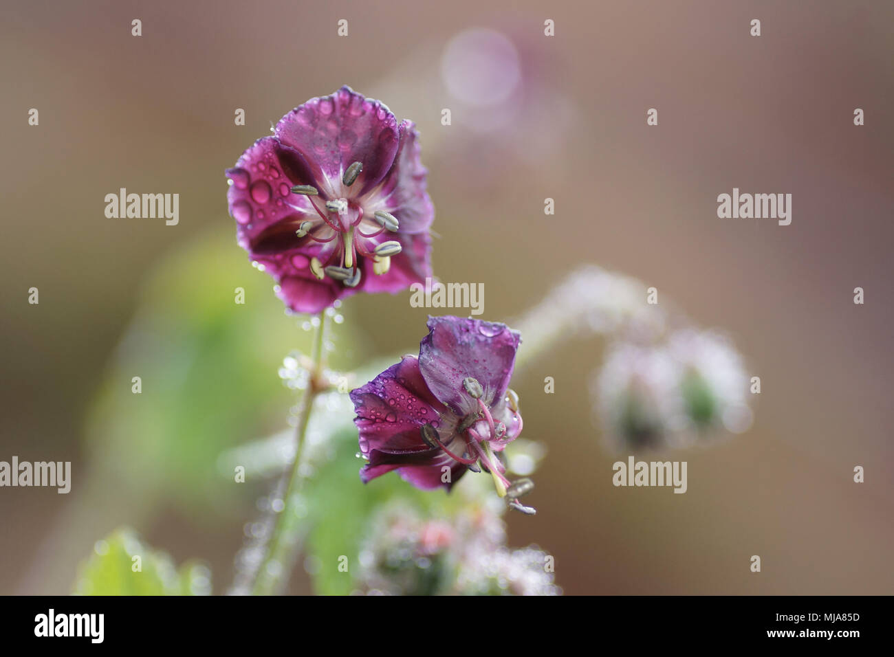 Geranium phaeum Stock Photo