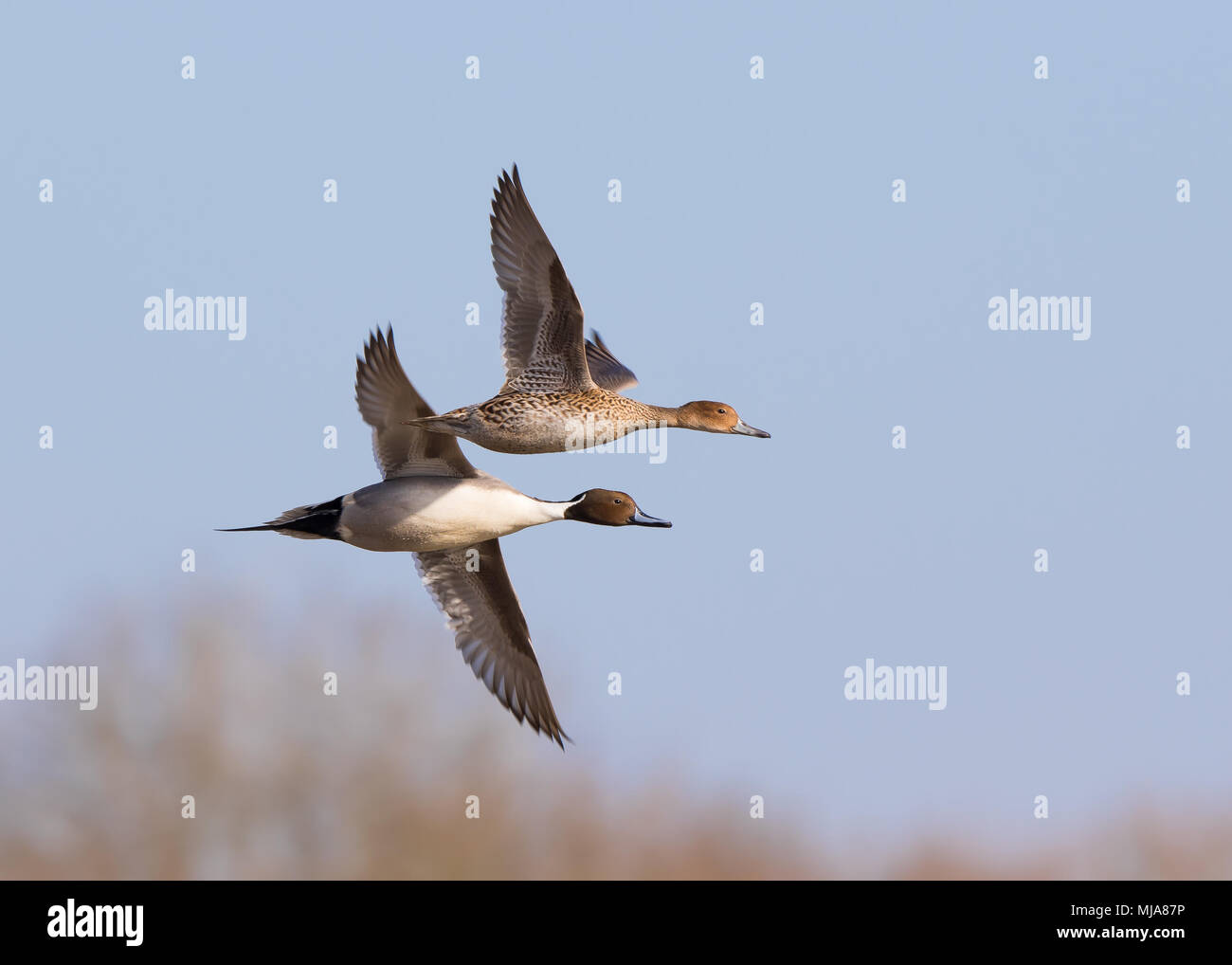 Movie Ducks Fly Together