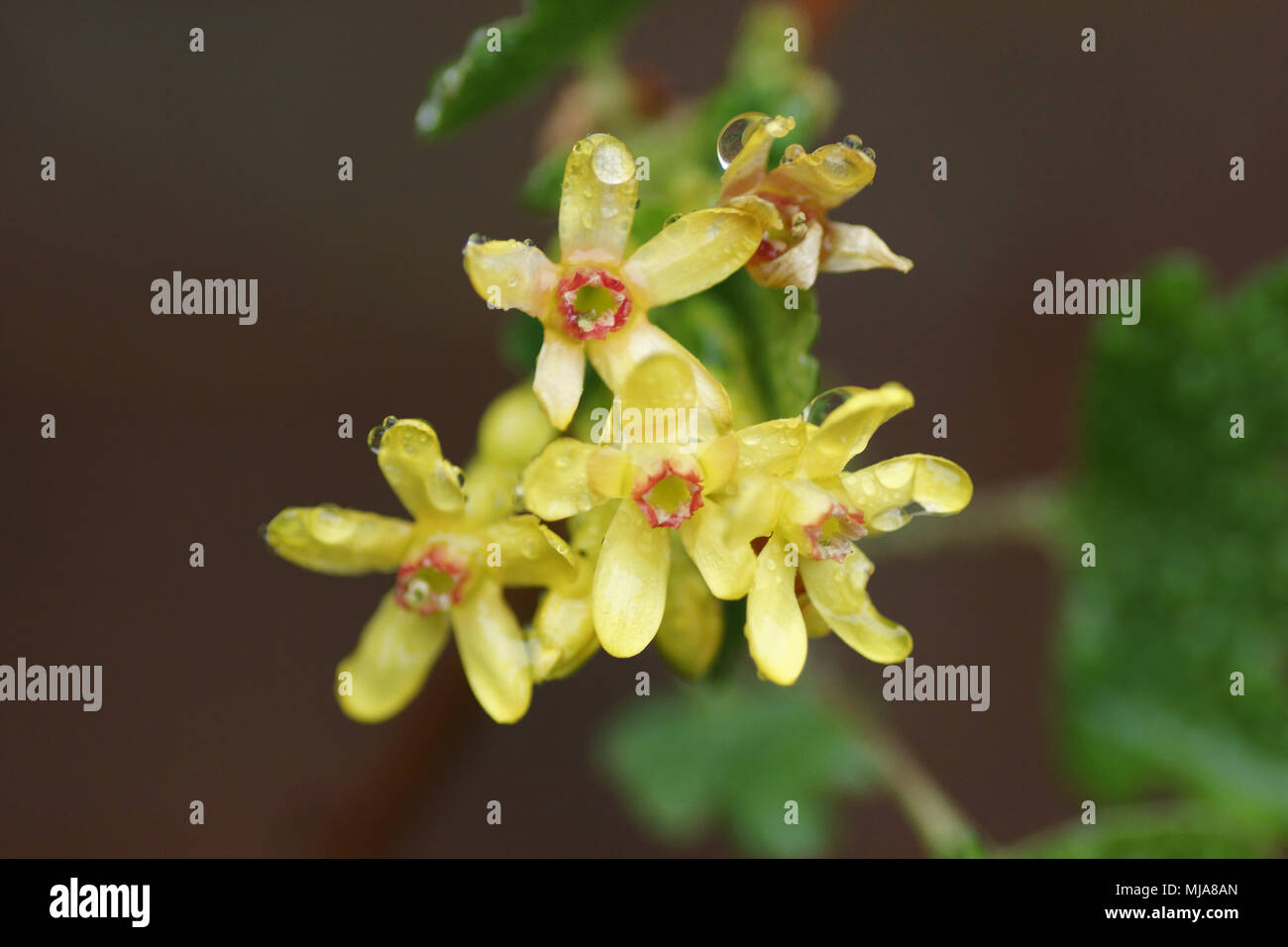 Ribes odoratum Stock Photo