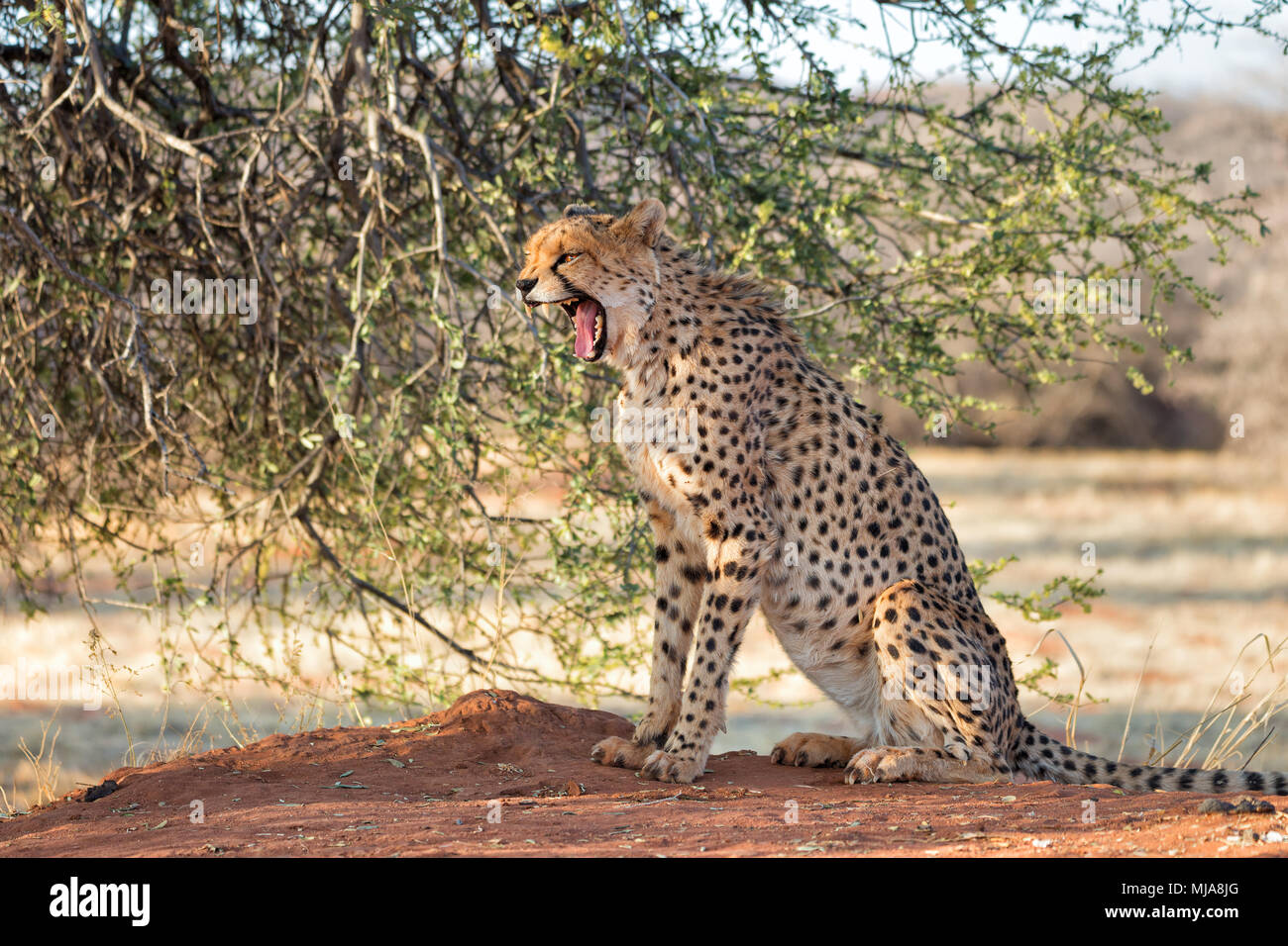 Cheetah (Acinonyx jubatus) yawning under a tree in Okonjima Nature Reserve, Namibia. Stock Photo