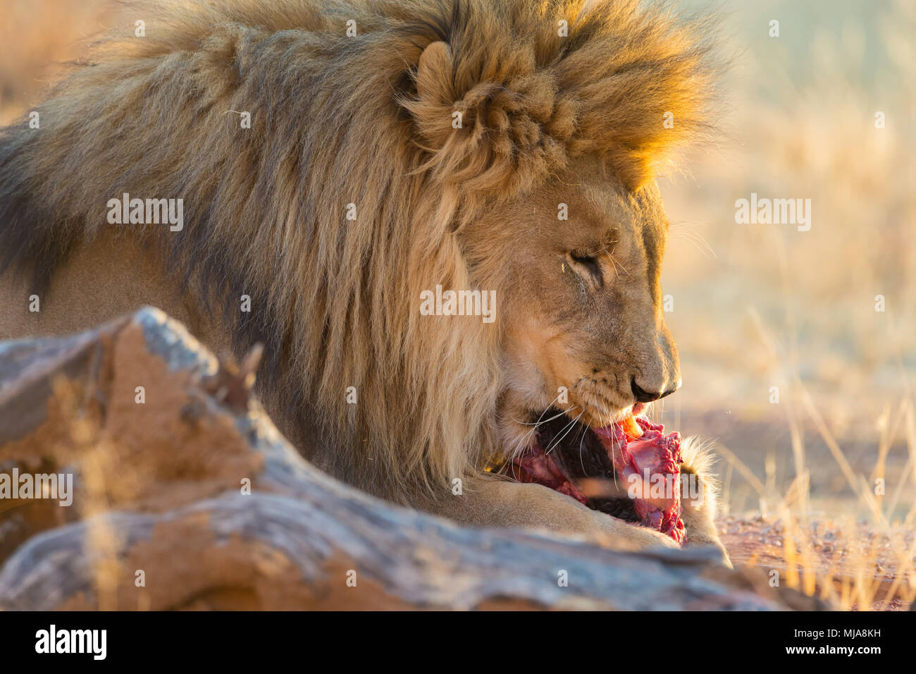 Large male lion (Panthera leo) feeding at sunset in Okonjima Nature Reserve, Namibia Stock Photo
