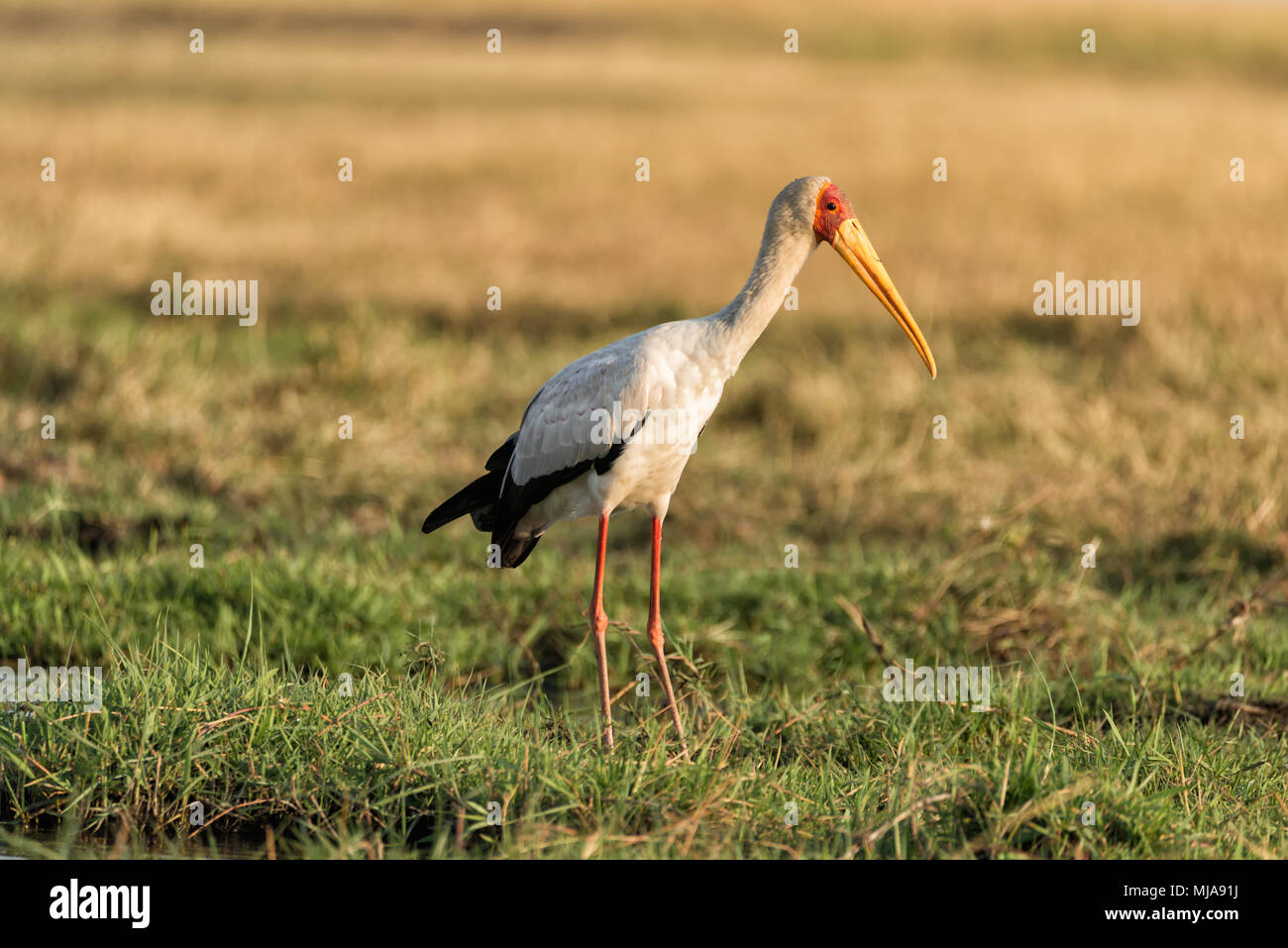 Yellow-billed stork (Mycteria ibis) looking for food on the bank of the Chobe river, Botswana Stock Photo