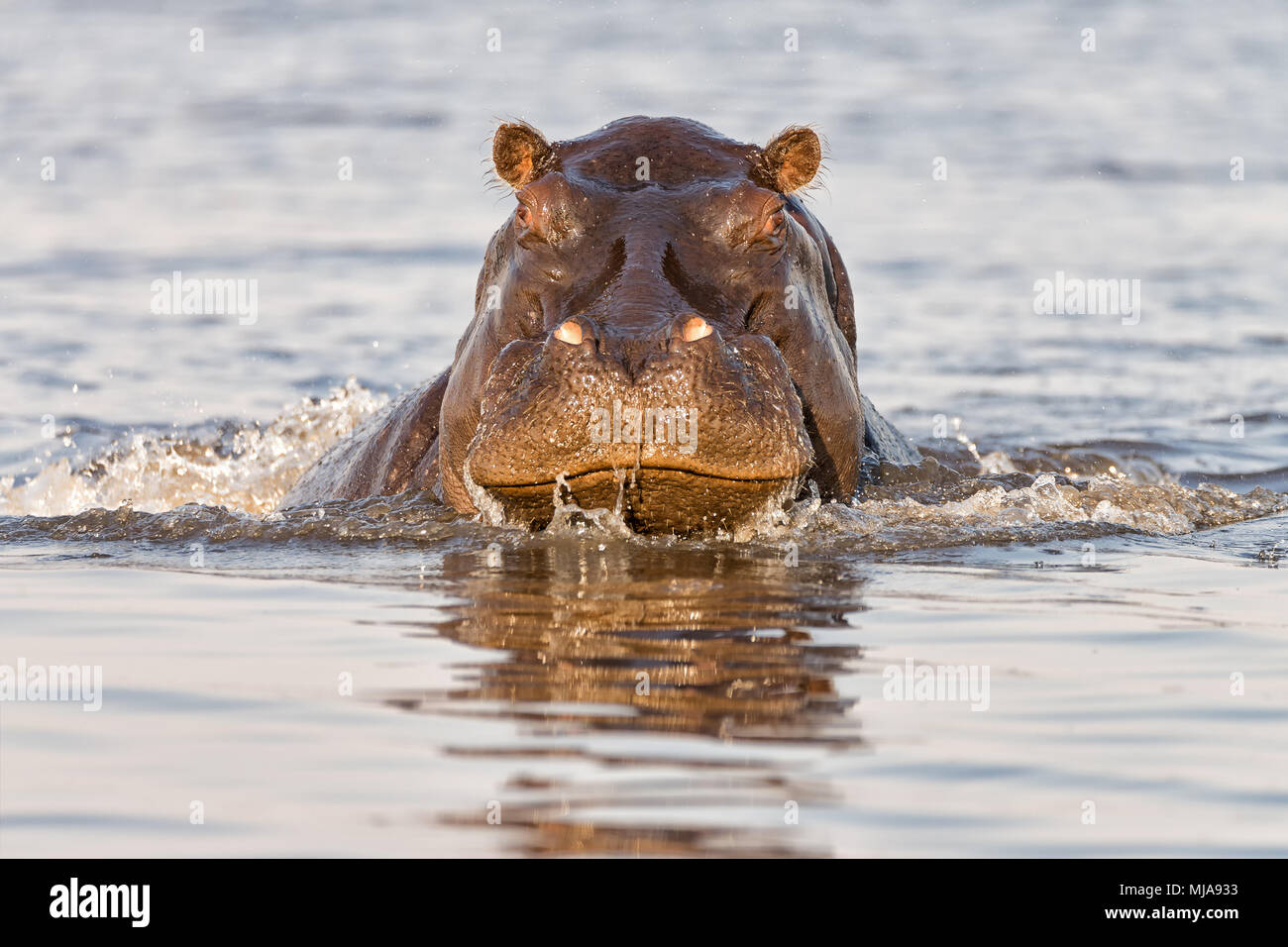 Angry hippopotamus (Hippopotamus amphibius) charging the boat on the Chobe River between Namibia and Botswana. Stock Photo