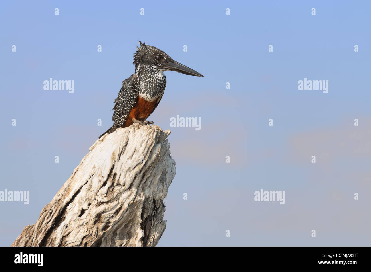 Female giant kingfisher (Megaceryle maxima) on a tree stump looks for fish on the Chobe river, Botswana. This is the largest kingfisher in Africa Stock Photo