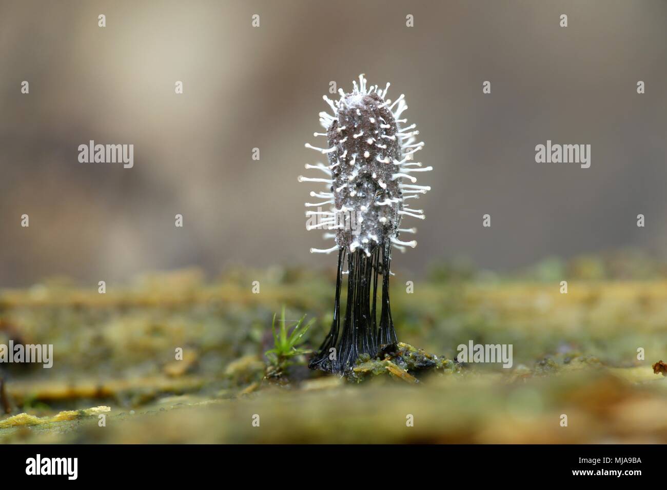 Parasitic mushroom, Polycephalomyces tomentosum, growing on a slime mold, Stemonitis  sp Stock Photo