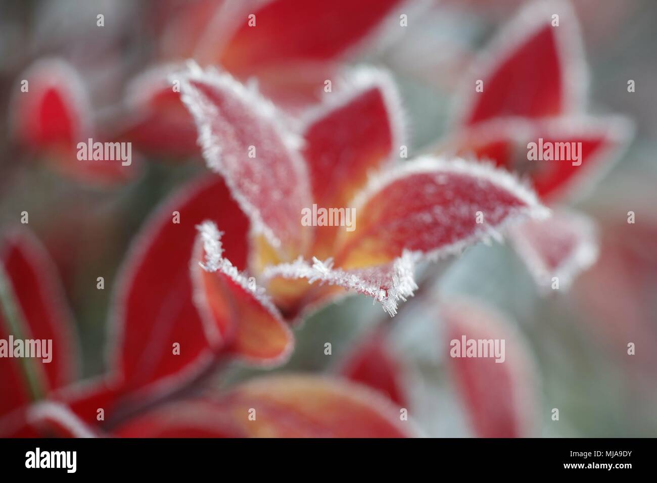 Frost bitten red leaves Stock Photo
