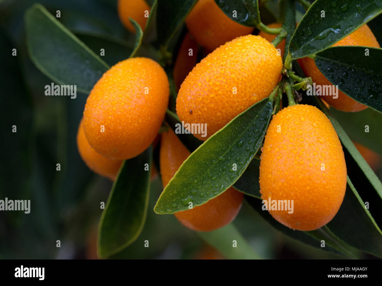 Kumquat fruits in the foliage Stock Photo