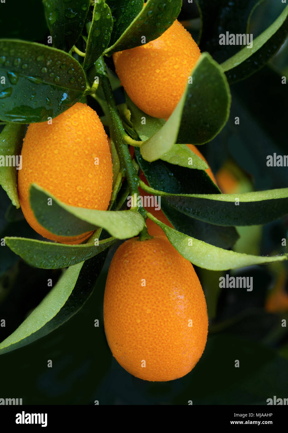 Kumquat fruits in the foliage Stock Photo