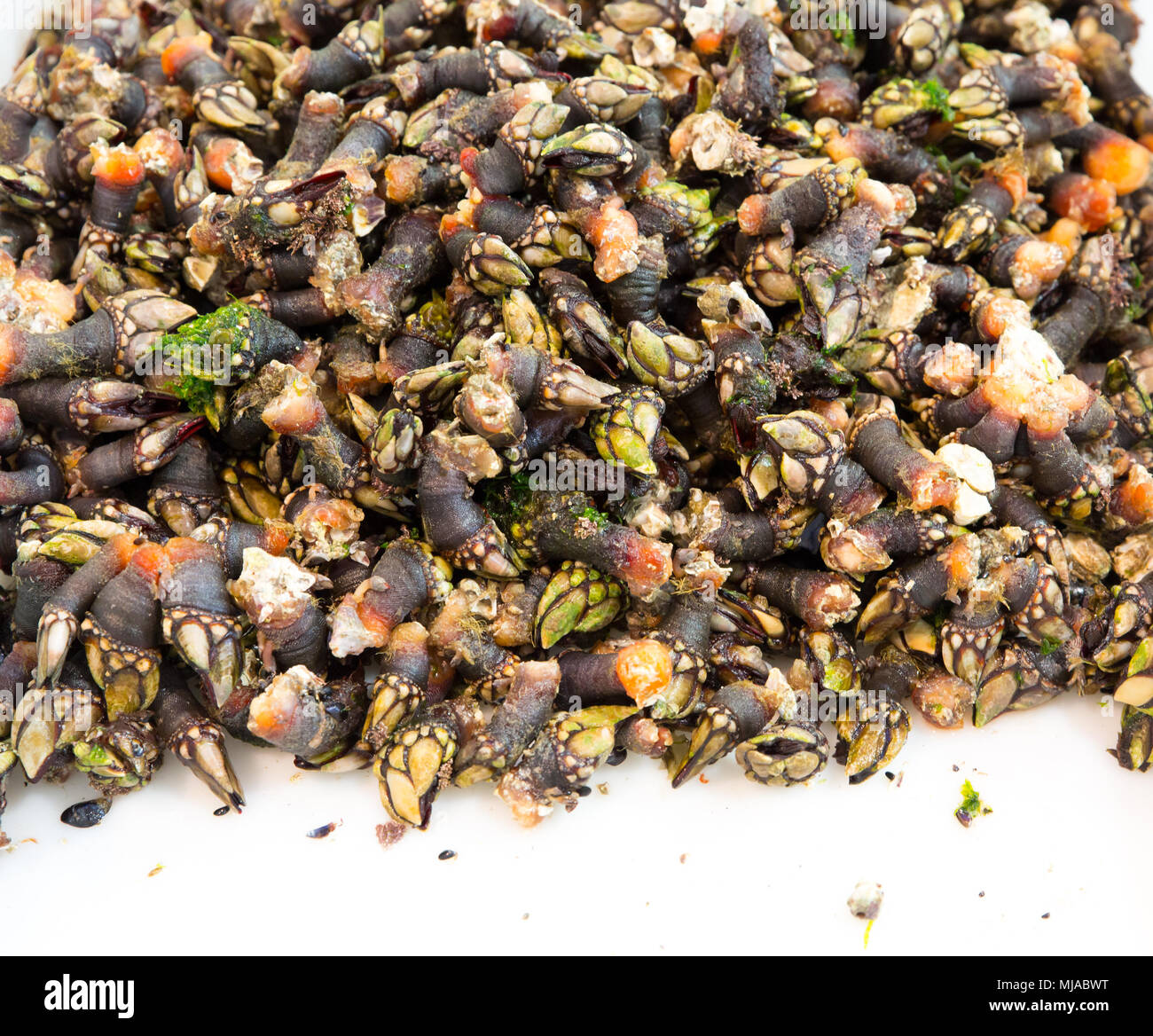 Many goose barnacles hi-res stock photography and images - Alamy