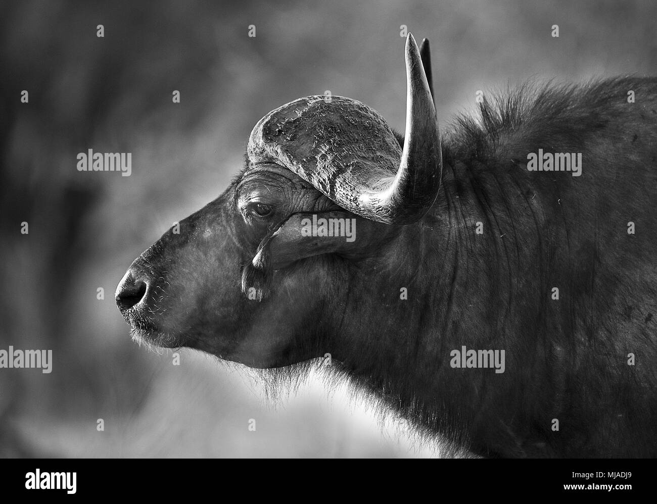 African Buffalo (Syncerus caffer). Side on portrait in black and white. Mana Pools National Park, Zimbabwe. Stock Photo