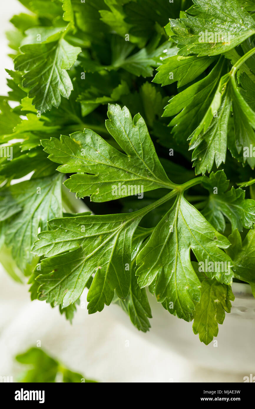 https://c8.alamy.com/comp/MJAE3W/raw-green-organic-italian-flat-leaf-parsley-in-a-bowl-MJAE3W.jpg