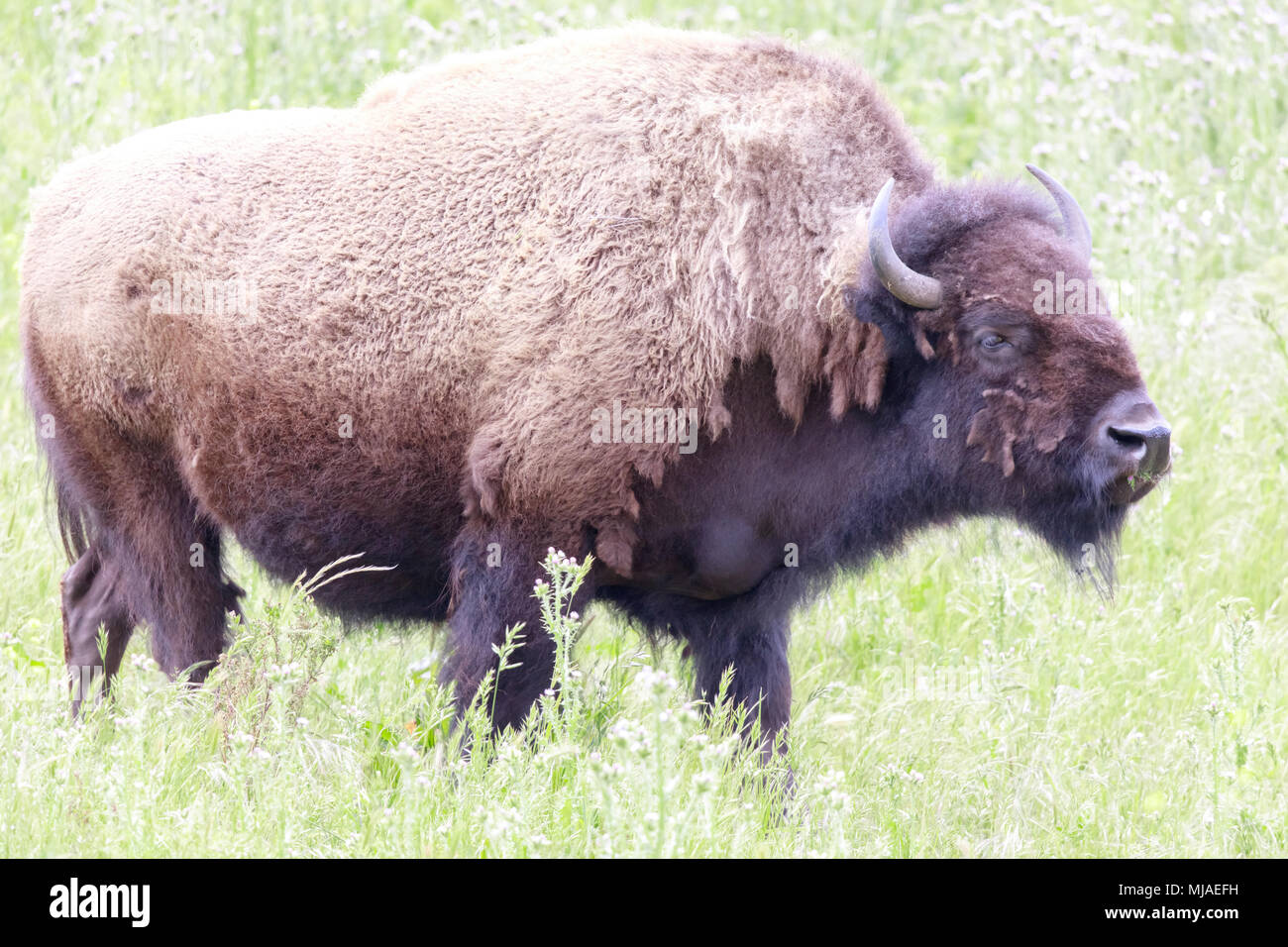 American Bison (Buffalo) Cow grazing Stock Photo Alamy