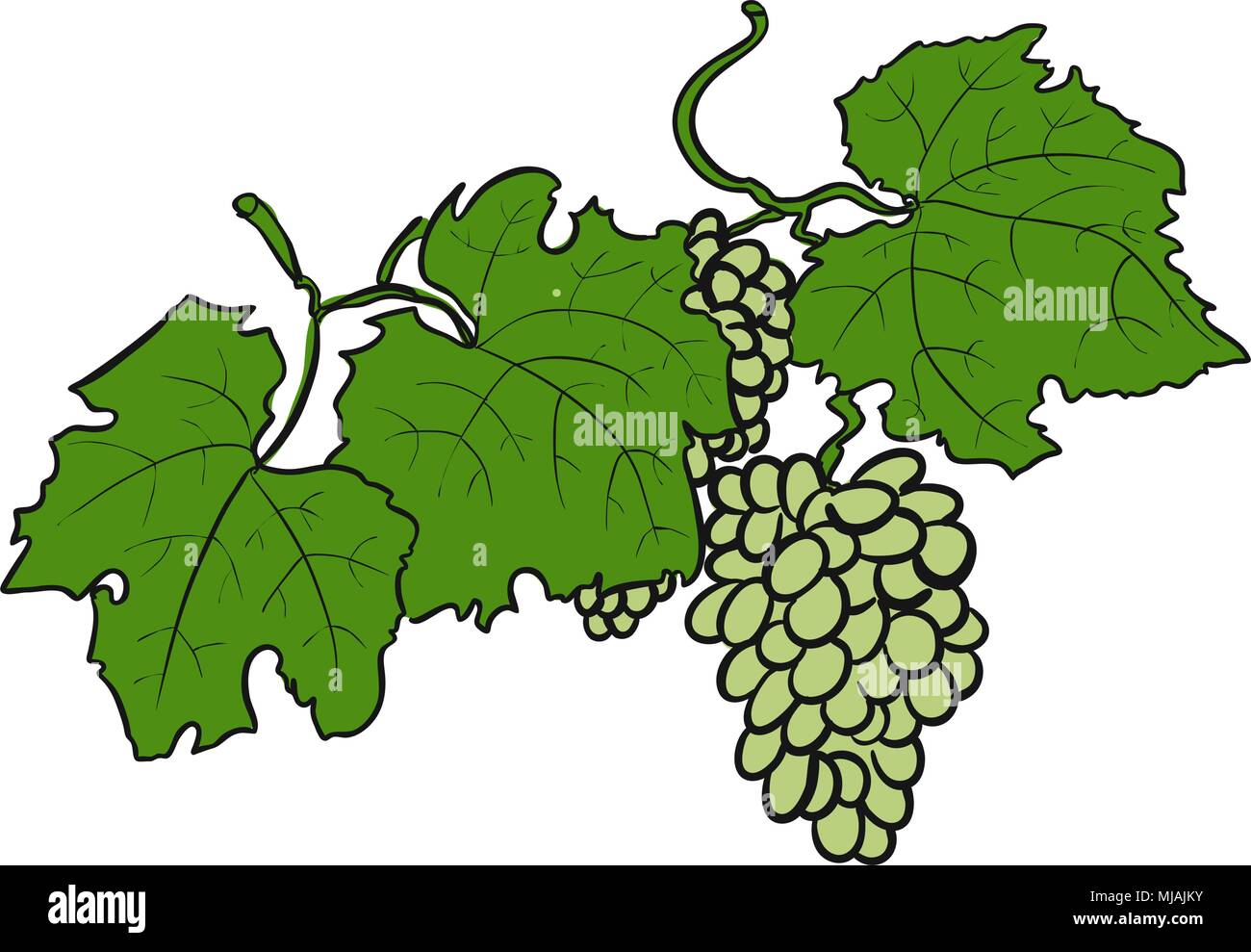Green Grapes with Leaves, Sketched Hand drawn Vector Artwork Stock Vector