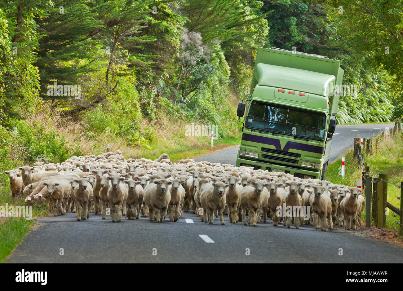 herd of merino sheep on a road in New Zealand, blocking the traffic, coming behind them Stock Photo