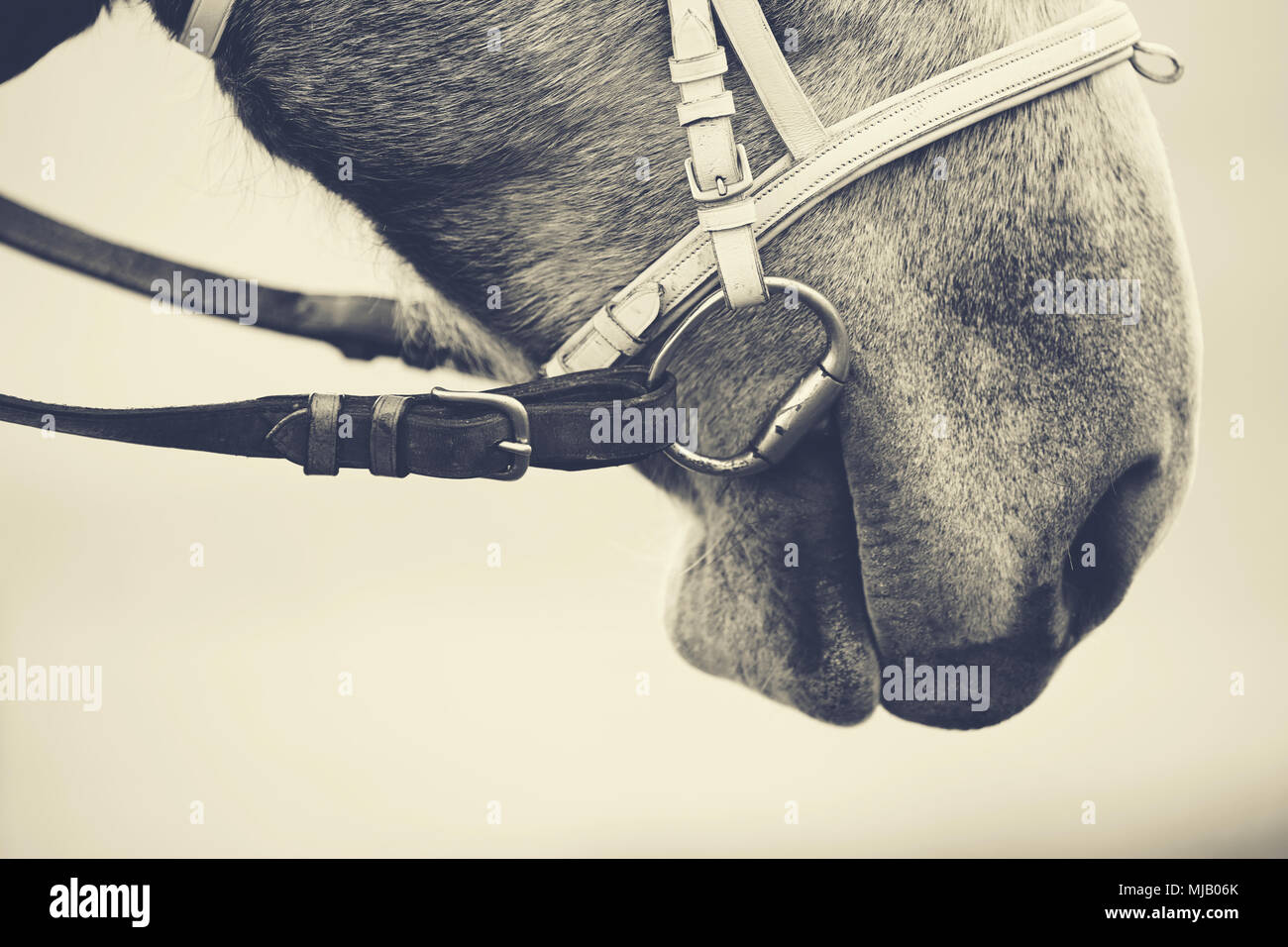 Nose of a gray horse in a bridle. Stock Photo