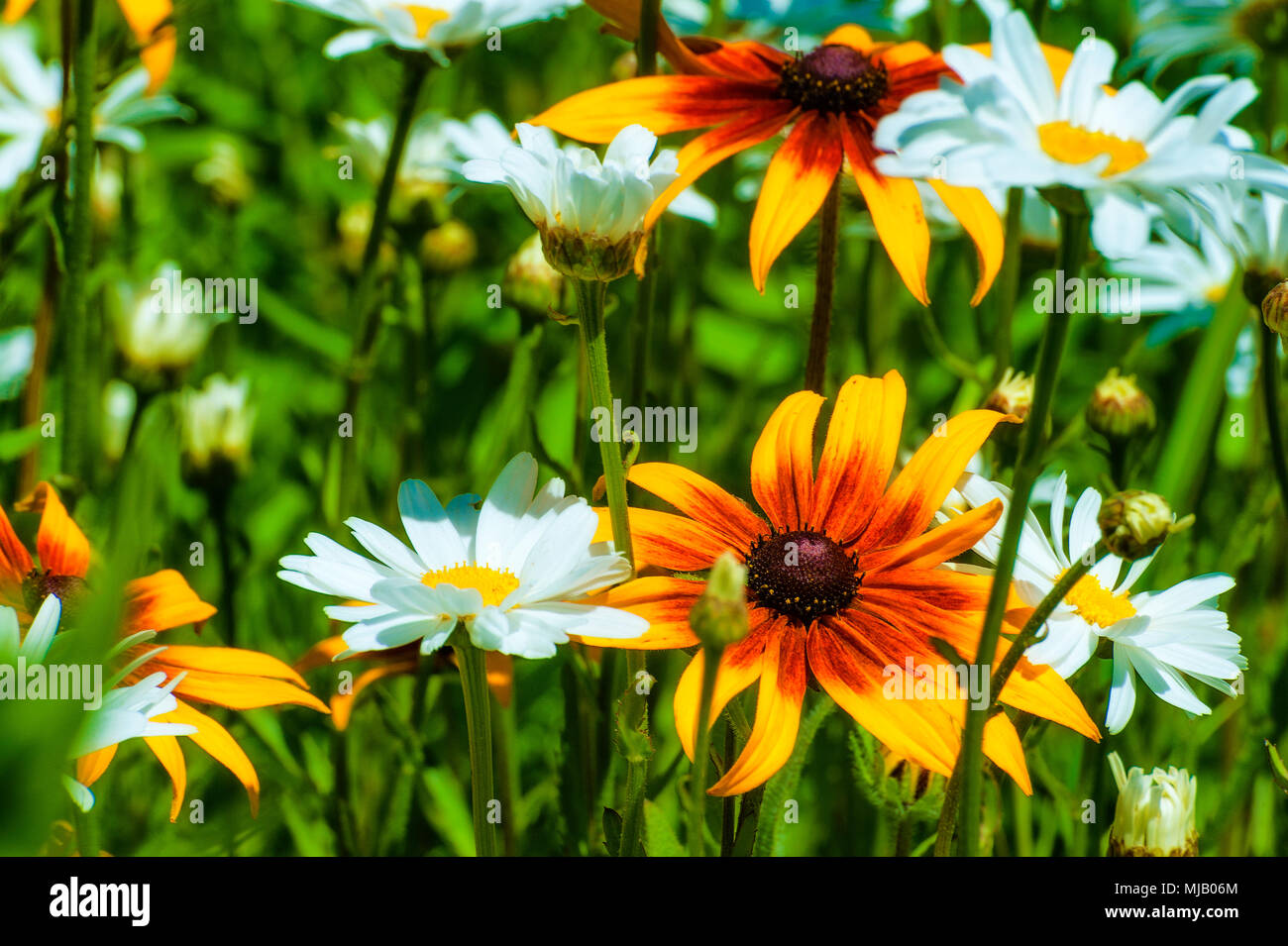 A flower bed with a mixture of black eyed susan and white daisy Stock Photo