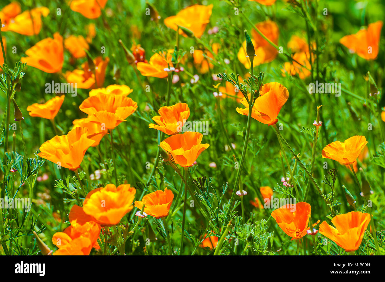 A field of wild orange poppies growing on edge of road. Stock Photo