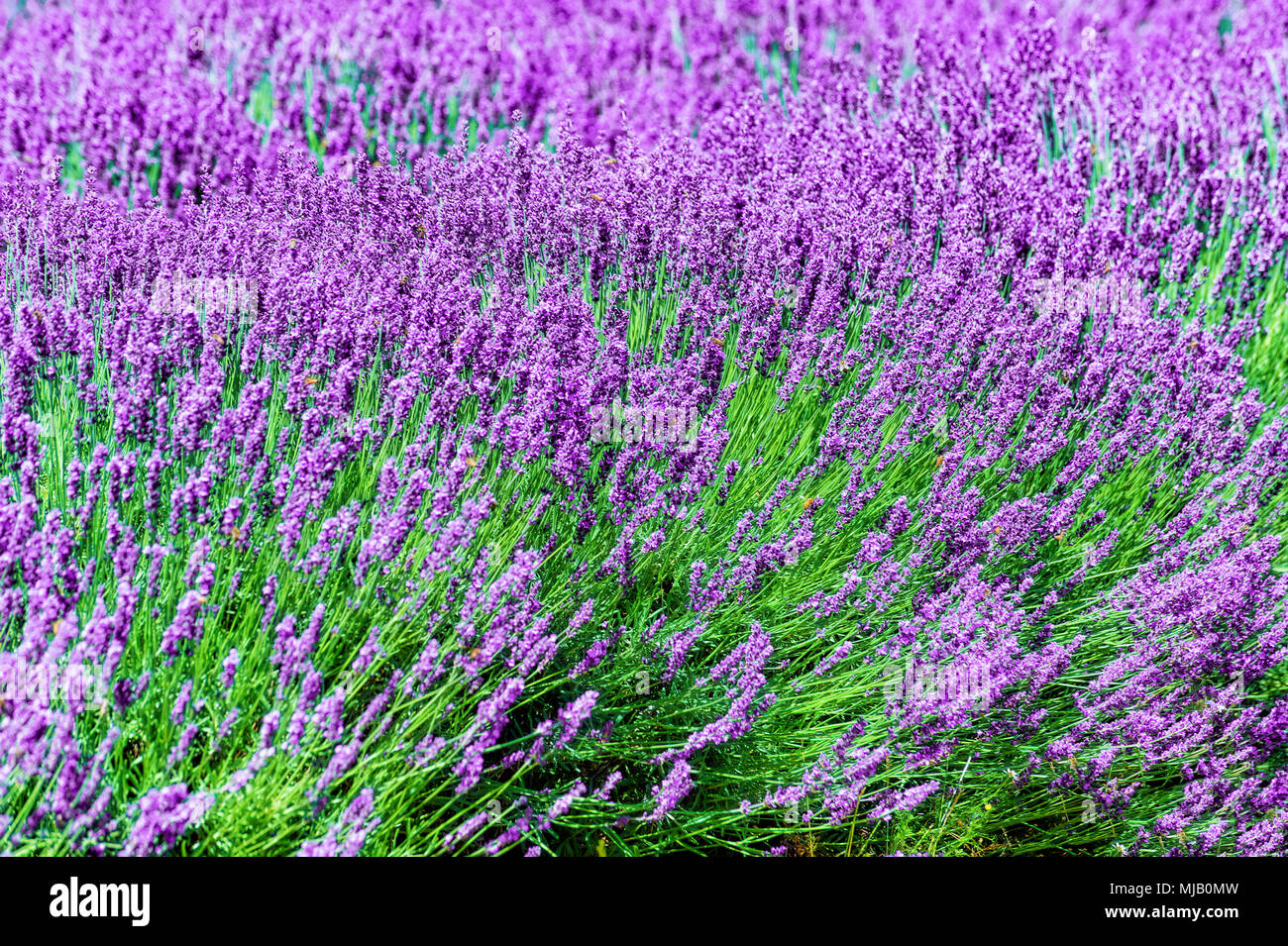 A field of full blooming lavender plants Stock Photo