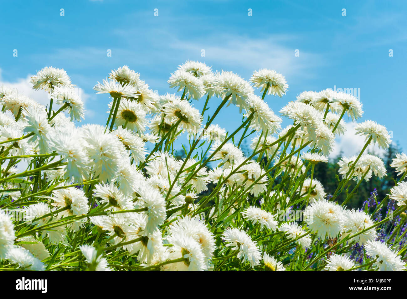 A cluster of white shasta daisies agains a blue sky and whispy clouds Stock Photo