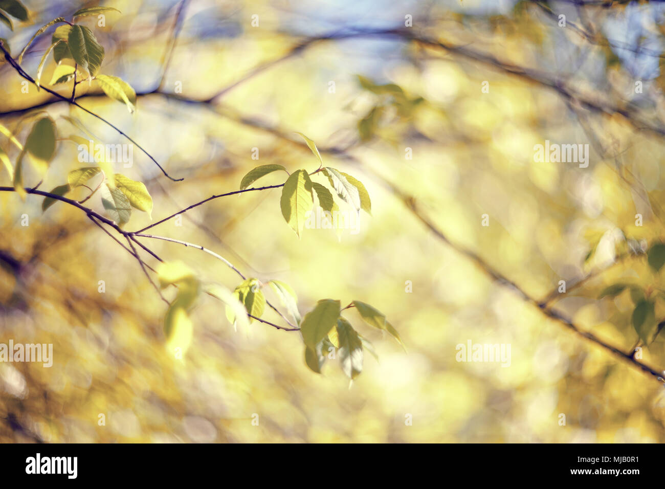 Spring sunny park hi-res stock photography and images - Alamy