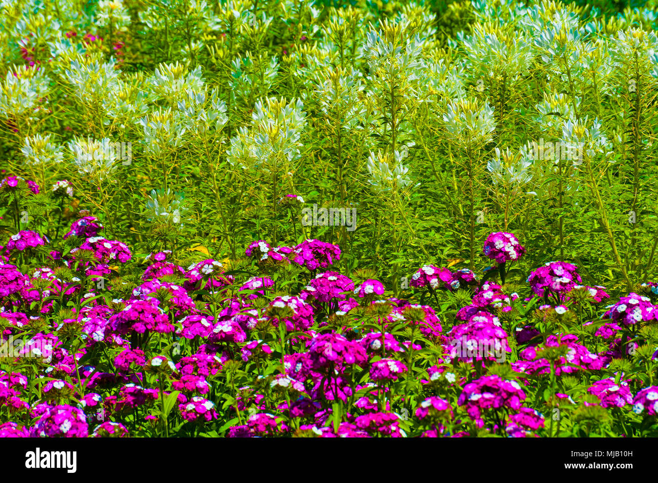 A close up of a flowerbed with sweet william blooming in the foreground a a light airly taller flowering plant in the background Stock Photo