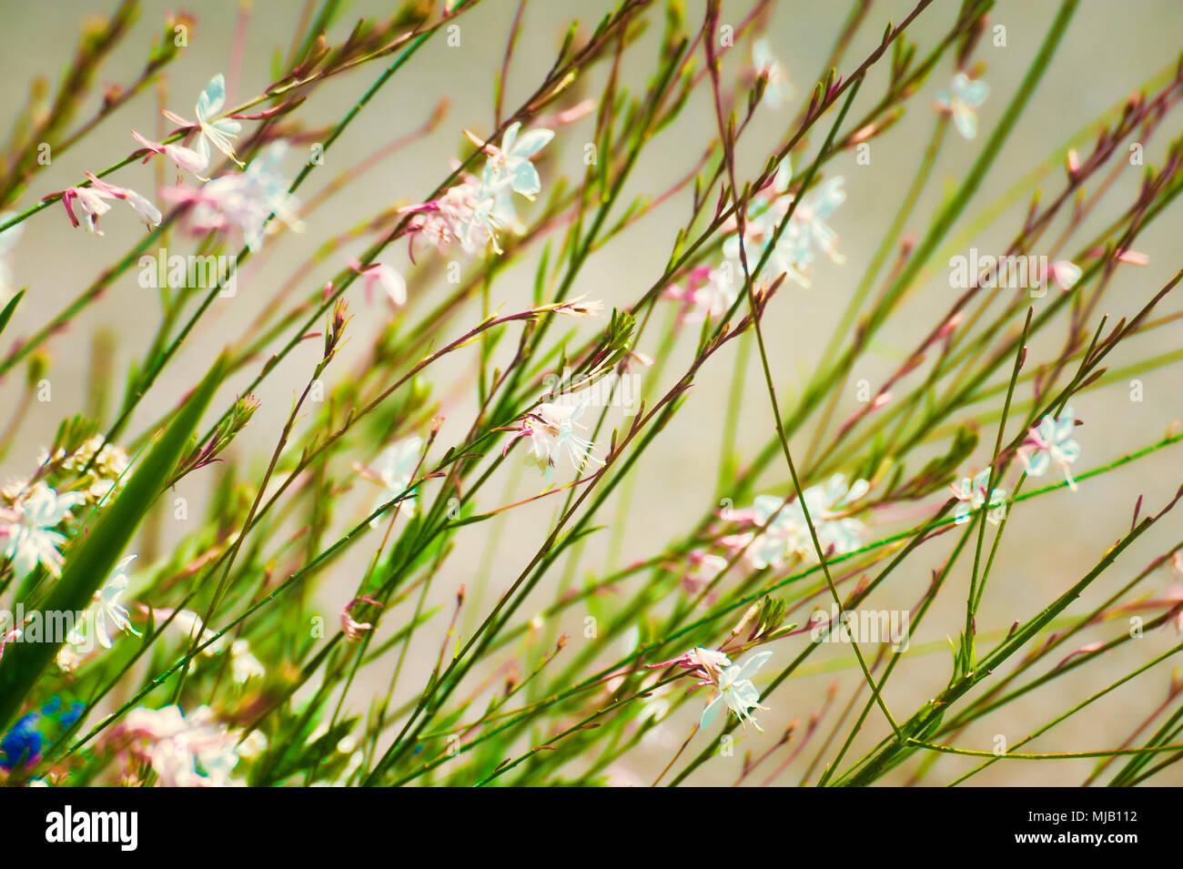 Close up of a delicate tiny white and pink flowers on a long narrow stalk. Stock Photo
