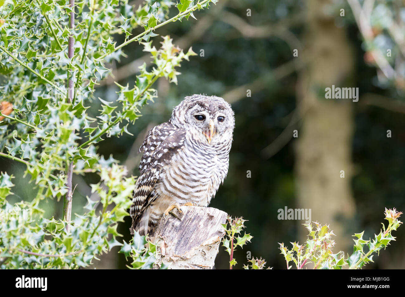 Chaco owl (strix chacoensis) perched on a tree stump by a holly bush Stock Photo