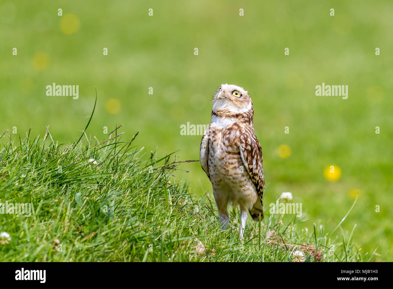 Long Legged Owl Stock Photos Long Legged Owl Stock Images Alamy