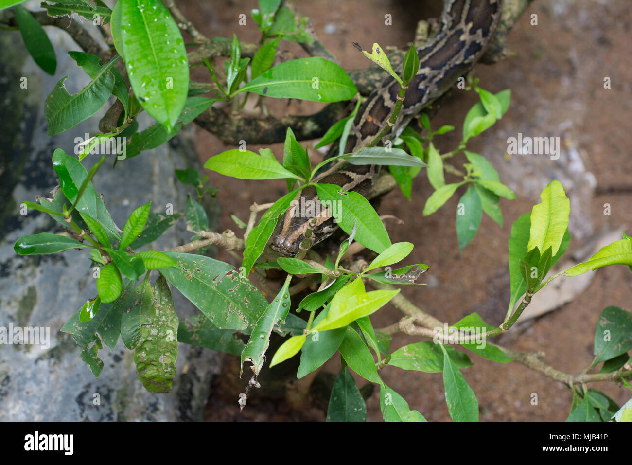 a snake crawl through bush Stock Photo Alamy