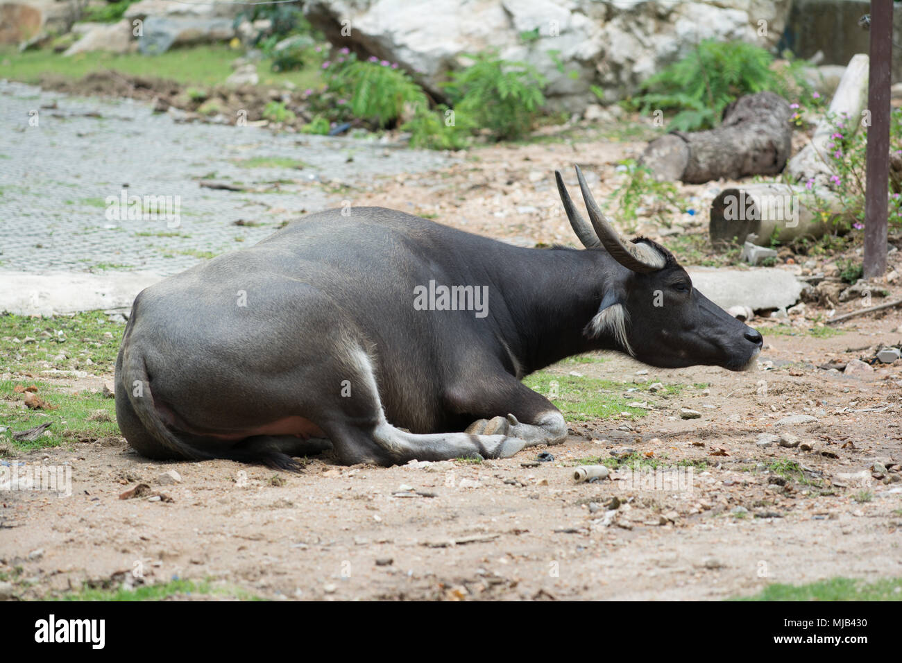 a black buffalo crouch on ground Stock Photo