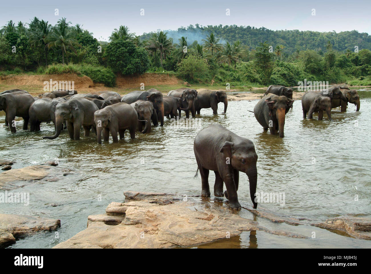Pinnawela Elephant Orphanage where the elephants go to the Maha Oya river twice a day to bathe and schoolchildren cross Stock Photo