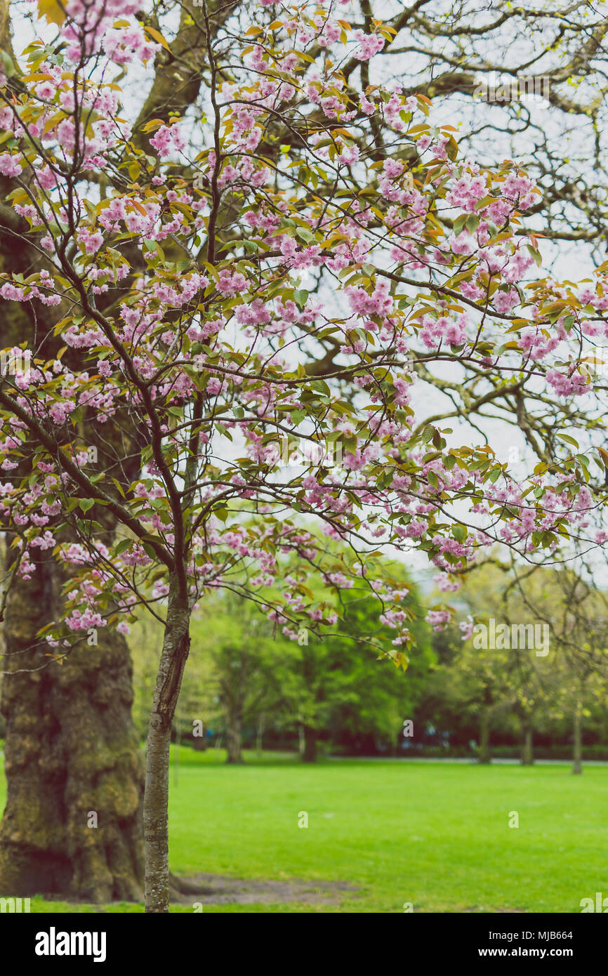 pink tree in city park in spring with plenty of blossoms surrounded by ...